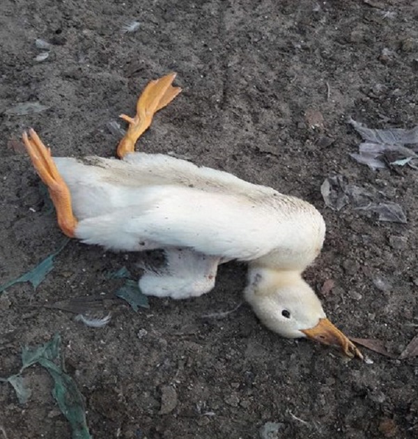 HỘI CHỨNG LẬT NGỬA & GIẢM ĐẺ TRÊN VỊT DO VIRUS TEMBUSU Tembusu1 1