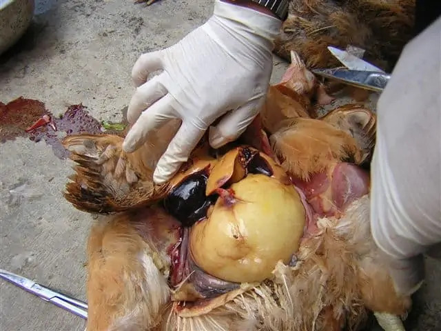 Hội chứng xuất huyết và mỡ gan trên gà z4220854869297 fb4fc457bb0769de26095d2bb93c90b1