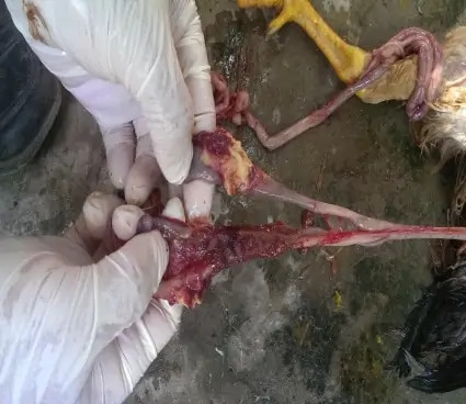 Bệnh đầu đen trên gà (Histomniasis) z4220856796392 c658f34deddbeff4fea4b87f840860cb