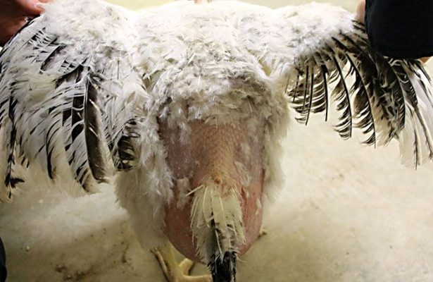 Vai trò chất xơ không hòa tan trong dinh dưỡng gia cầm Poorly feather chicken