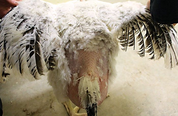 Vai trò chất xơ không hòa tan trong dinh dưỡng gia cầm Poorly feather chicken